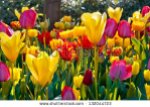stock-photo-colorful-tulips-in-the-park-spring-landscape-132044723